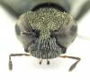 240513 – Photo : David Ignace – Belgique